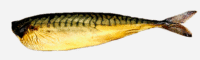 HOUSE OF FISH Cold Smoked Mackerel N/V 8.82lbs